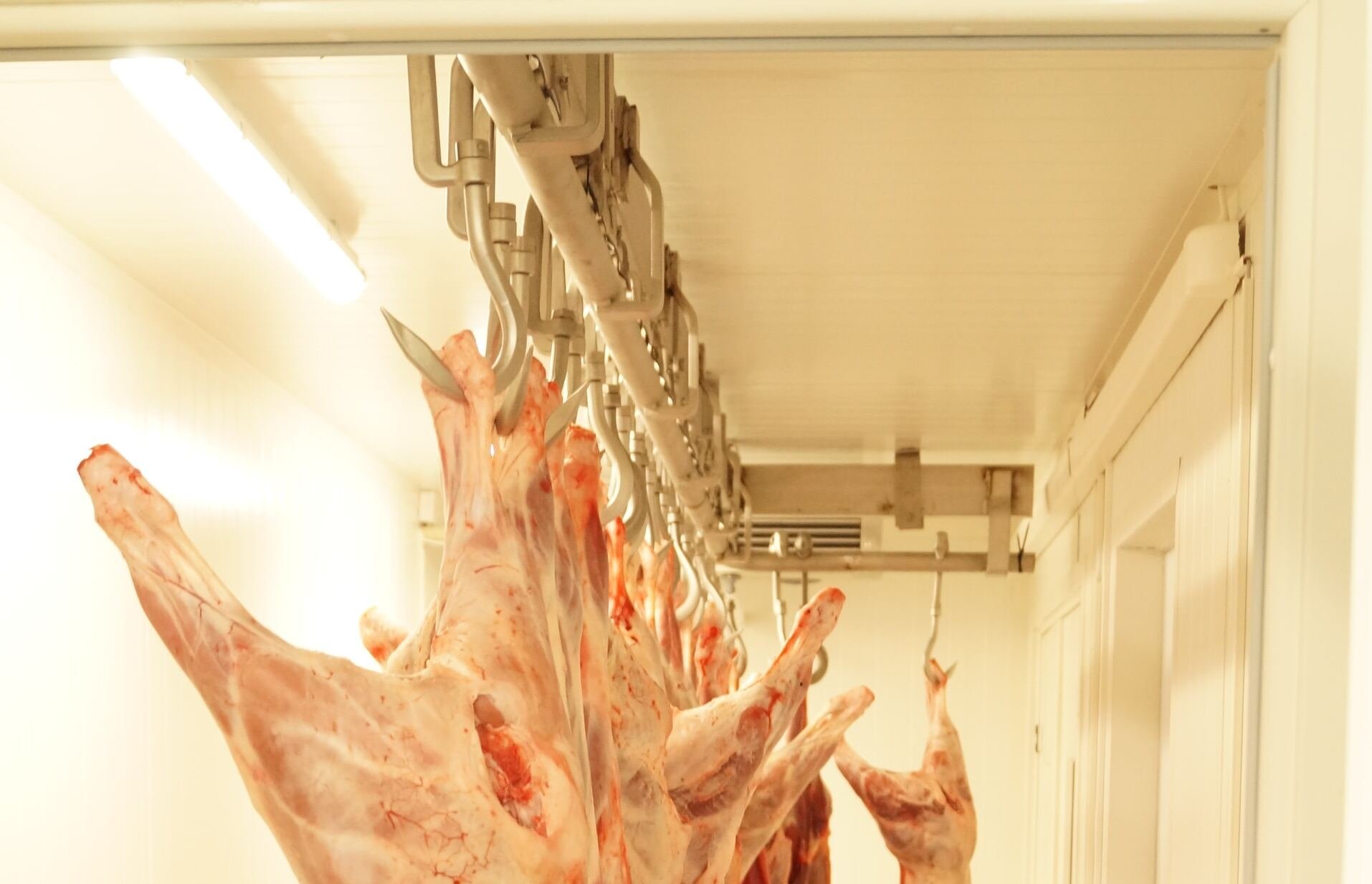 Iluminação em frigoríficos exige LED de alta proteção e conformidade com a NR36 - Imagem do artigo