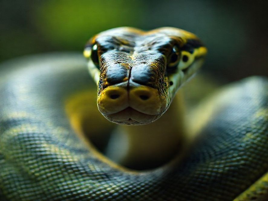 Quais as vantagens de Como é a Serpentina: O Sistema de Vedação (Tubulação) da Serpentina?